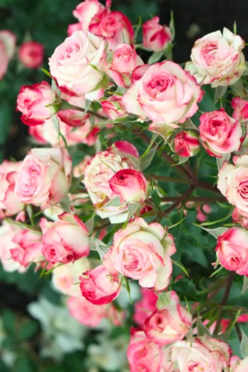 Троянда спрей ’Сафіна’ (біла з рожевим кантом)|Spray Rose ’Safina’|Роза спрей ’Сафина’ (белая с розовой каймой)